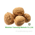 Walnut -kernels lichte stukken van de rechtstreeks